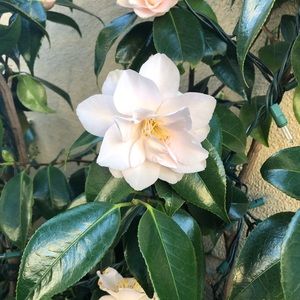 Meet your Posher, Lindsay